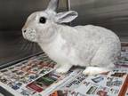 Adopt JOHNNY a Bunny Rabbit