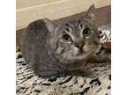 Adopt Indy a Domestic Short Hair