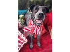 Adopt Adorable Blue Queensland mix a Australian Cattle Dog / Blue Heeler