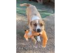Adopt Adorable Cisco, young, fabulous, mix terrier a Wirehaired Terrier