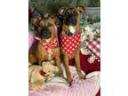 Adopt Belgian shepherds, black mouth cur, Boxer mix Puppies Clarence & Elf a