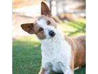 Adopt TANGO a Australian Cattle Dog / Blue Heeler, Mixed Breed