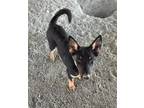 Adopt A131152 a Australian Cattle Dog / Blue Heeler, Mixed Breed