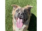 Adopt Tobin a Shepherd, Cardigan Welsh Corgi