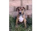 Adopt Spinner a Boxer, Doberman Pinscher