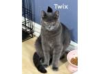 Adopt Twix, Willow Grove PA (FCID# 09/07/2023-141) a Domestic Short Hair