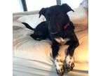 Adopt Bailey a Labrador Retriever, Basenji