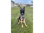 Adopt Reno a German Shepherd Dog