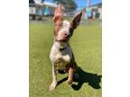 Adopt OREJAS a Pit Bull Terrier, American Staffordshire Terrier