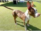 Adopt OREJAS a Pit Bull Terrier, American Staffordshire Terrier