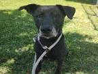 Adopt CJ a Labrador Retriever, Mixed Breed