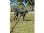 Adopt PATCH a Catahoula Leopard Dog, Mixed Breed