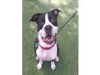 Adopt GORDON a Mixed Breed