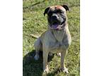 Adopt FL - Midas/Palm Coast a Bullmastiff