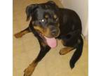 Adopt Buddy a Rottweiler