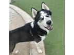 Adopt Grizzle a Husky