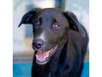 Adopt Chad a Flat-Coated Retriever, Mixed Breed