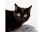 Adopt Troy a Domestic Short Hair