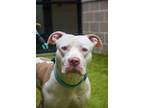 Adopt Sal - IN FOSTER a Pit Bull Terrier, Mixed Breed