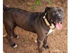 Adopt GUMMYBEAR a Pit Bull Terrier, Mixed Breed