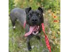 Adopt PARK CITY - IN FOSTER a Pit Bull Terrier, Mixed Breed
