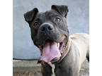 Adopt PARK CITY - IN FOSTER a Pit Bull Terrier, Mixed Breed