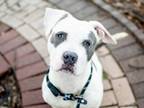 Adopt JOEY a Pit Bull Terrier