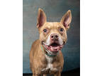 Adopt MARLEY a Pit Bull Terrier, Mixed Breed