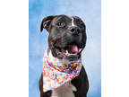 Adopt Melvin a Pit Bull Terrier, Mixed Breed