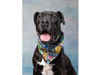 Adopt WEASEL a Pit Bull Terrier, Mixed Breed