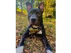 Adopt Wiggles a Pit Bull Terrier, Mixed Breed