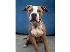Adopt Percy a Pit Bull Terrier, Mixed Breed