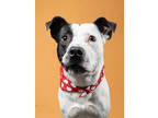 Adopt Smudge a Pit Bull Terrier, Mixed Breed