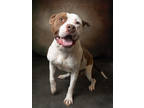 Adopt Petey - AVAILABLE BY APPOINTMENT a Pit Bull Terrier, Mixed Breed