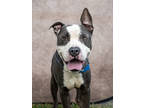 Adopt Bongo a Pit Bull Terrier