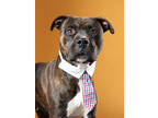 Adopt Audio a Pit Bull Terrier, Mixed Breed