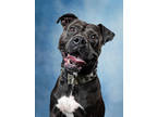Adopt Cuddles - AVAILABLE BY APPOINTMENT a Pit Bull Terrier, Mixed Breed