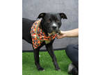 Adopt Cookie Crisp a Pit Bull Terrier, Mixed Breed