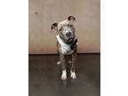 Adopt Zip a American Staffordshire Terrier, Mixed Breed