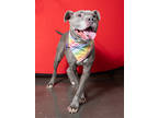 Adopt Bluegrass a American Staffordshire Terrier, Mixed Breed