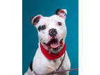 Adopt COWBOY - AVAILABLE BY APPOINTMENT a Pit Bull Terrier, Mixed Breed