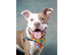 Adopt Miles a Pit Bull Terrier, Mixed Breed