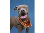 Adopt Emmanuel a Pit Bull Terrier, Mixed Breed