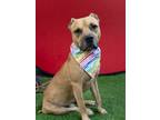 Adopt Jam a Pit Bull Terrier, Mixed Breed