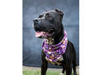 Adopt BRUCE a Pit Bull Terrier, Mixed Breed