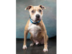 Adopt Turkey - AVAILABLE BY APPOINTMENT a Pit Bull Terrier, Mixed Breed