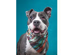 Adopt Toodles - AVAILABLE BY APPOINTMENT a Pit Bull Terrier, Mixed Breed