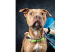 Adopt Zane a Pit Bull Terrier, Mixed Breed