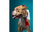 Adopt Will a Boxer, Mixed Breed
