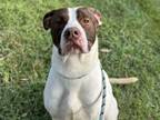 Adopt ANCHOR - IN FOSTER a Pit Bull Terrier, Mixed Breed